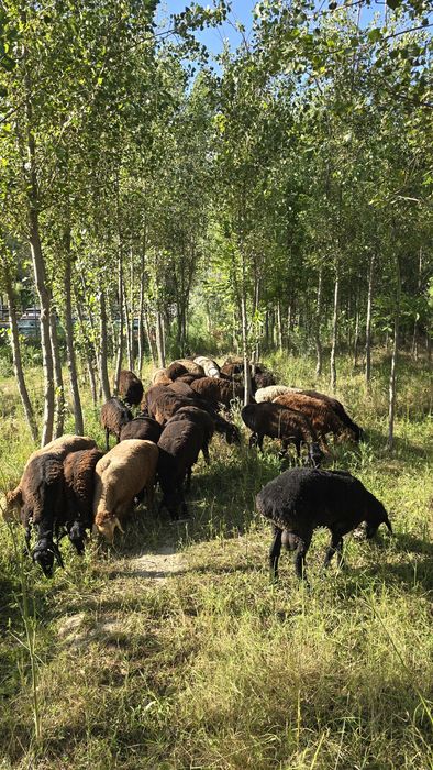 Куйлар сотилади qoʻylar sotiladi