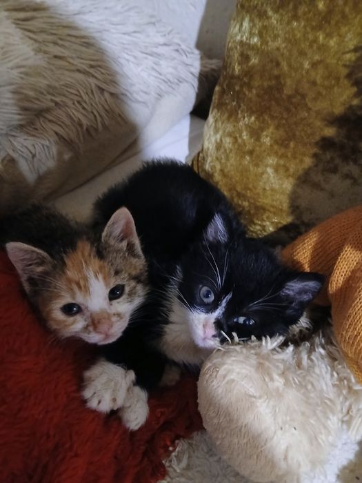 котенца от Созопол