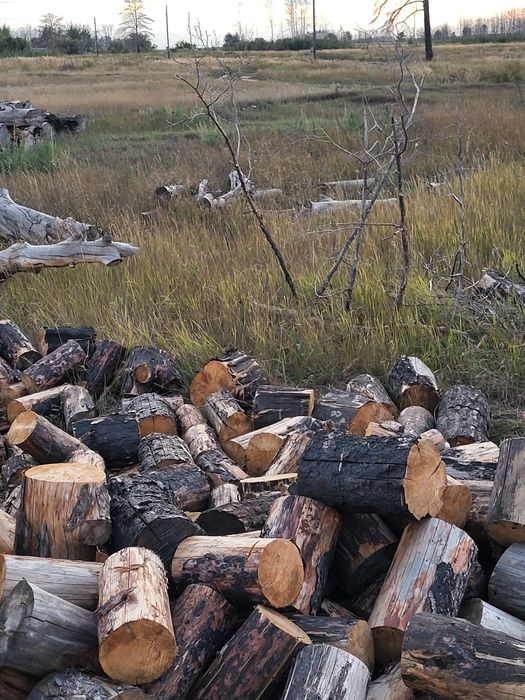 Берёза сосна для бани