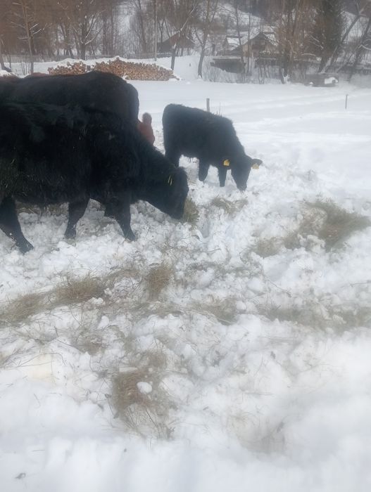 Vând patru tauri ANGUS