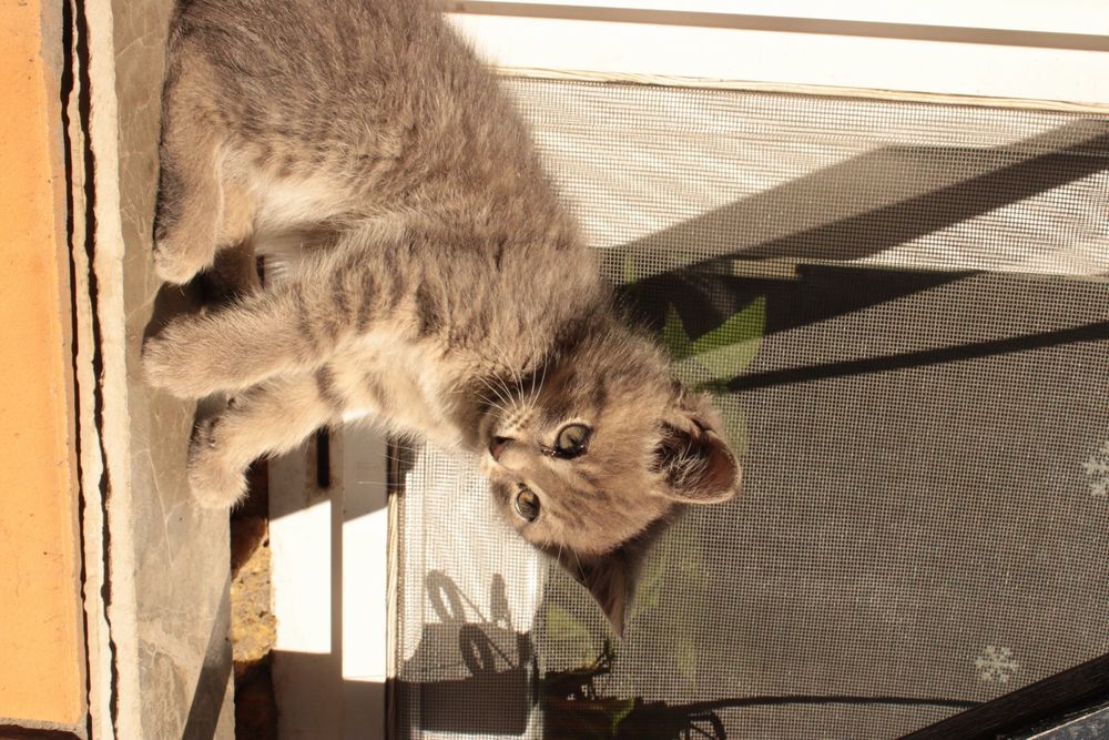 Милые котята, отдам в добрые руки