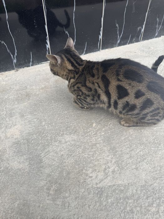 Bengaliskiy mushuk toza qon