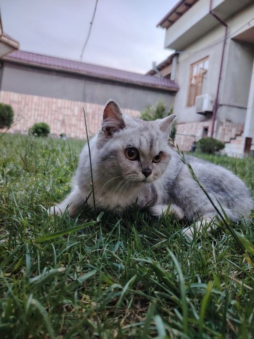 Продаётся котёнок серебристая шиншилла