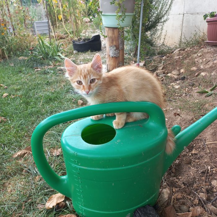 Котета търсят добри стопани