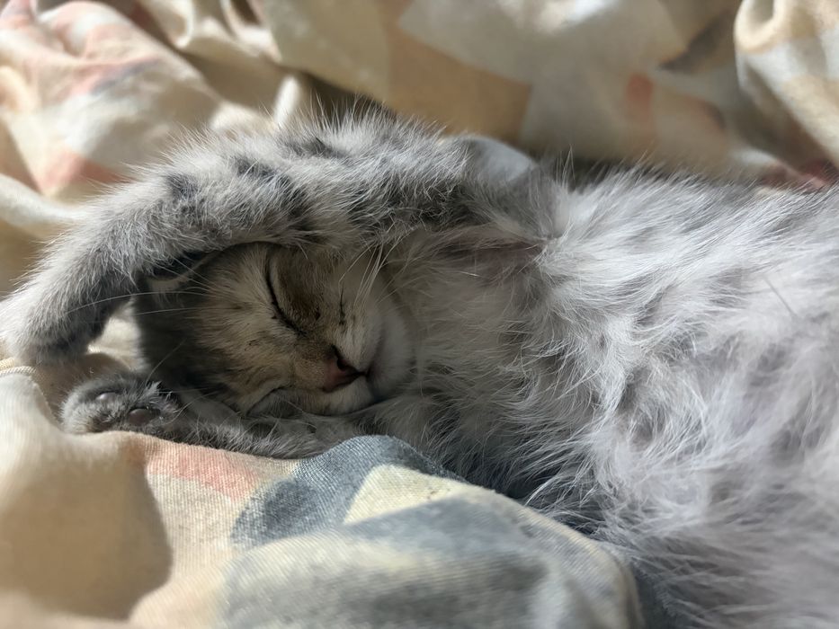 Котенок в добрые руки