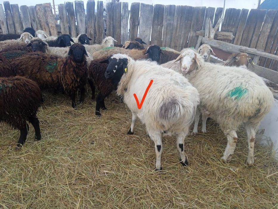 Домашние животные