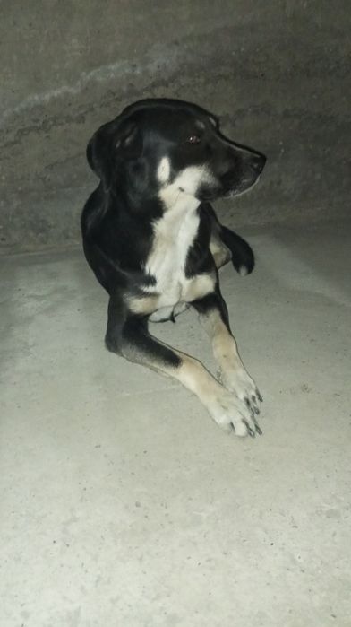 Продаётся самая редкая собака