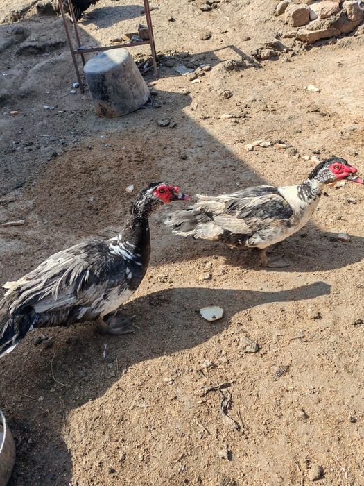 Vând rațe mute ...