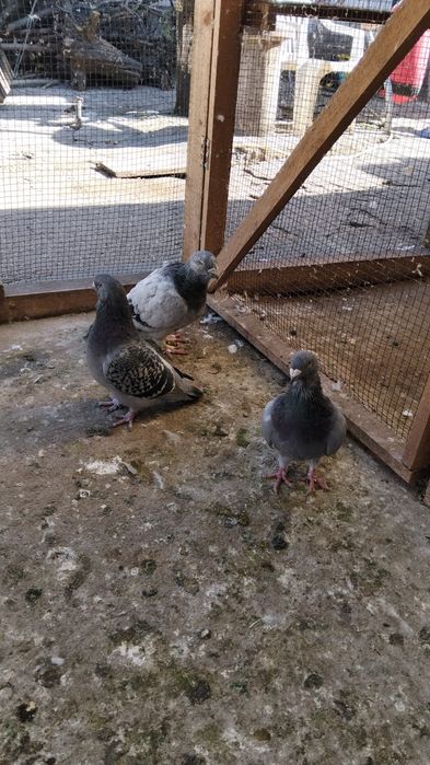 Schimb casa    .