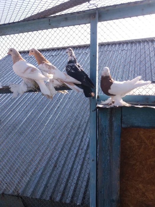 продам голубей узбекских