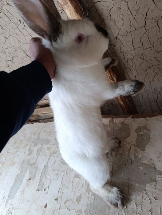 Kaliforniya quyoni   5 ta  toza zotli  uji qoshsa boladigan quyon