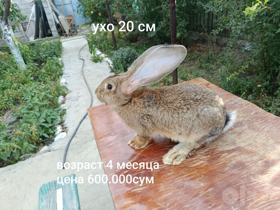 Кролики Самцы 5 штук парода фландр