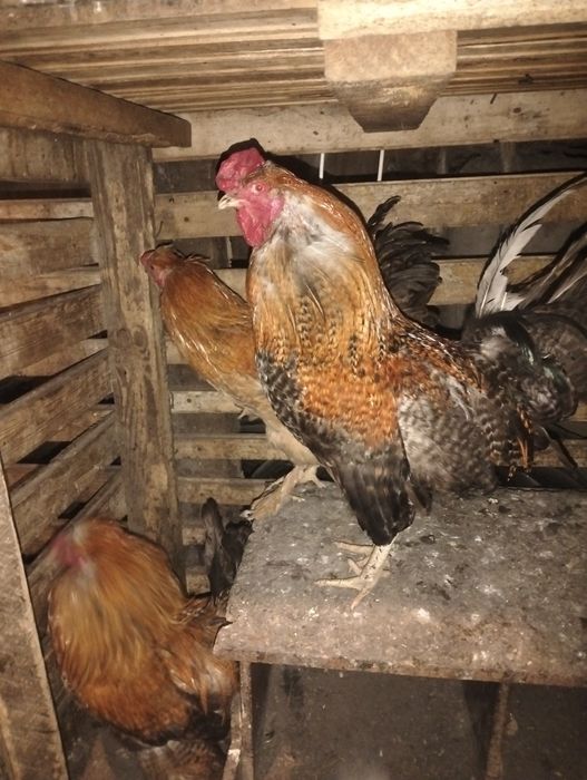 Продам  красивых петушков