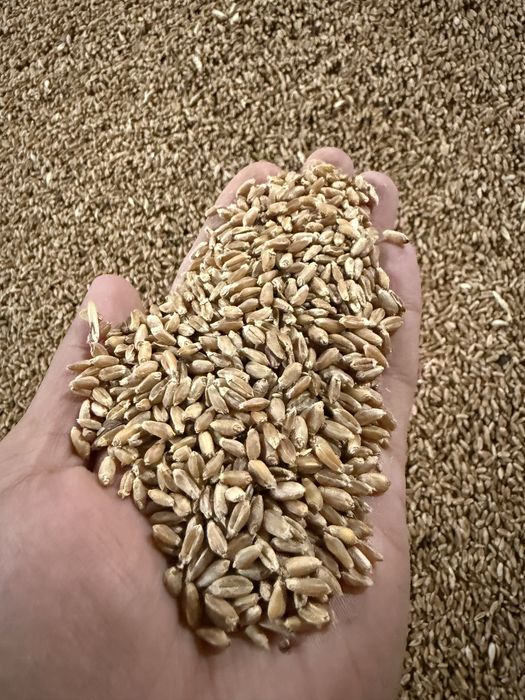 Пшеница кормовая