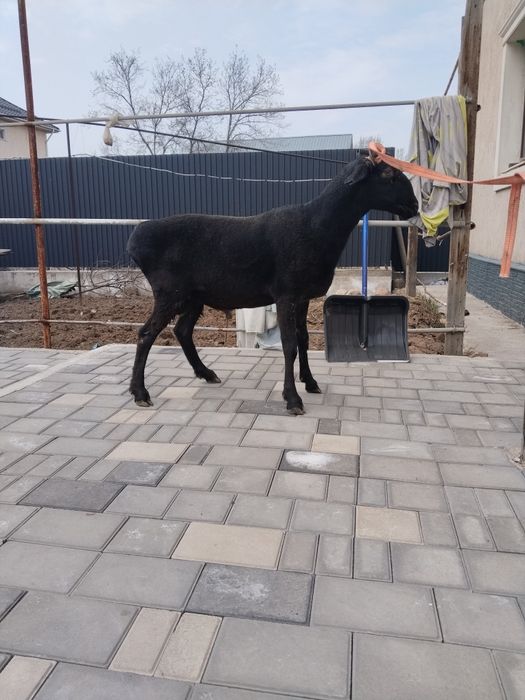 Қошкар, баран семіз.