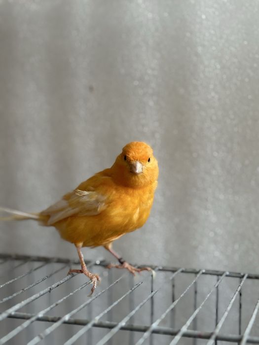 Канарейка самец поюший туретский привазной