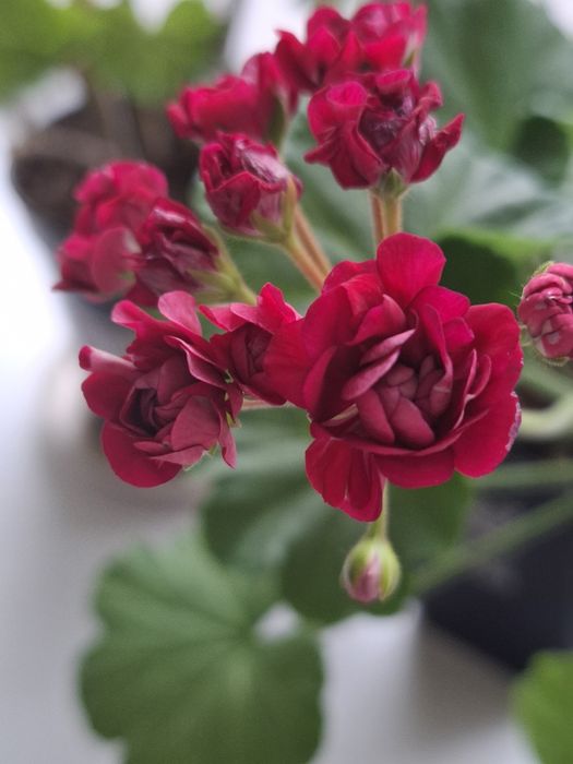 Укоренненые черенки герани и пеларгонии