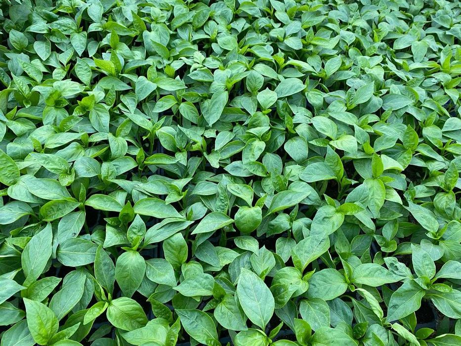 Răsaduri de legume și flori cu livrare în toată țara