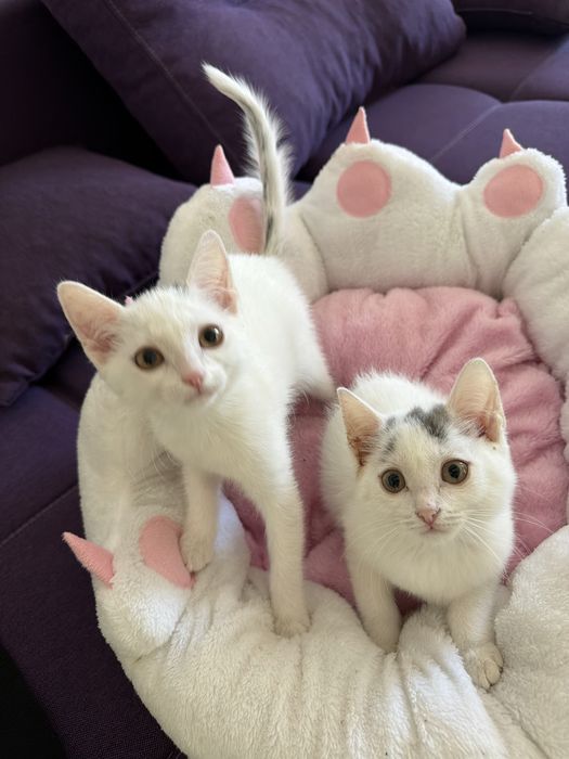Котята в хорошие руки