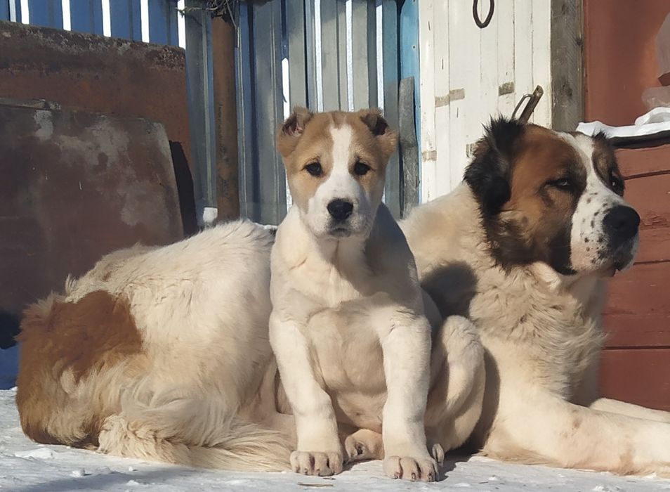 Алабай приглашает на вязку.