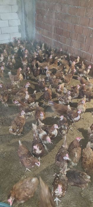 Găini 11 luni - Penaj deosebit - 20 lei/bucata