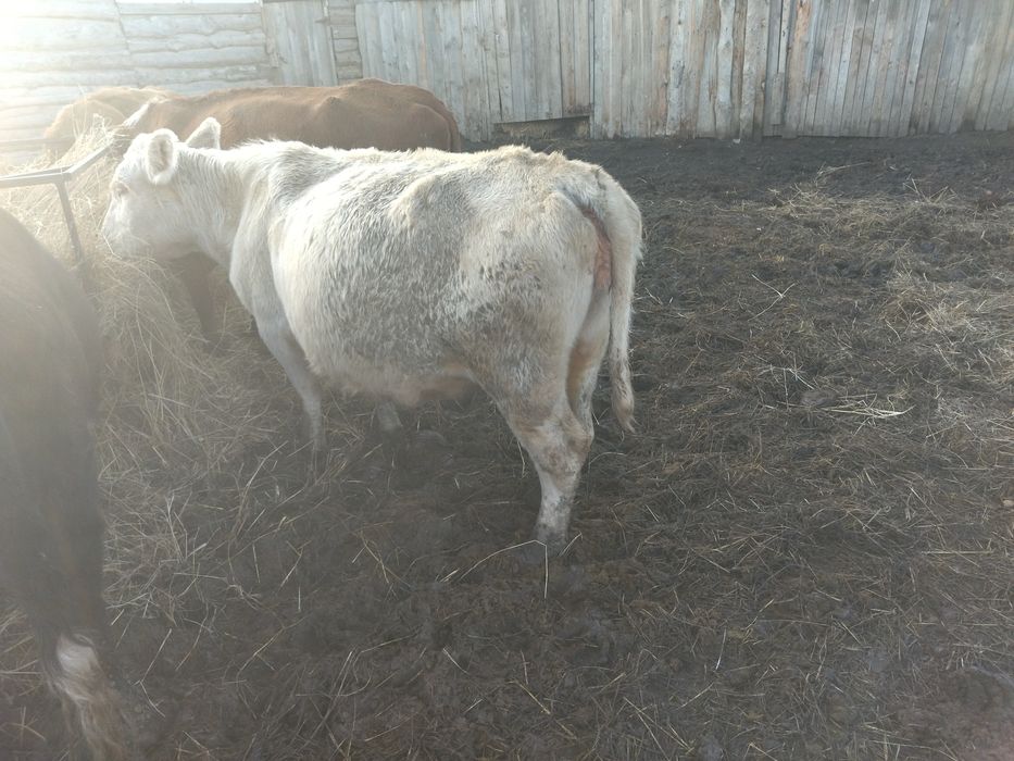 Продам корову 3 года