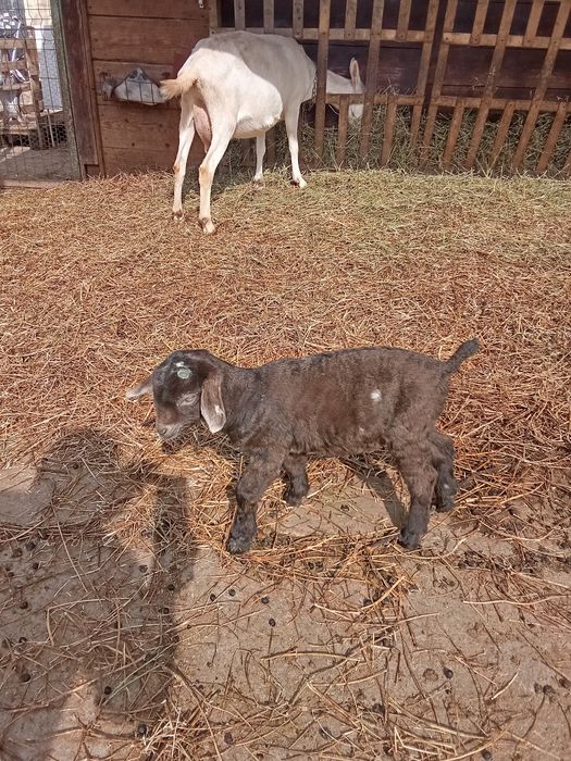 Vând ieduț anglonibian cu sannen