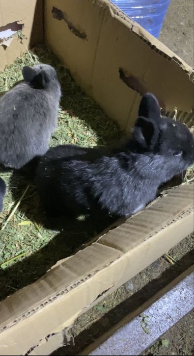 Крольчата 1месяц