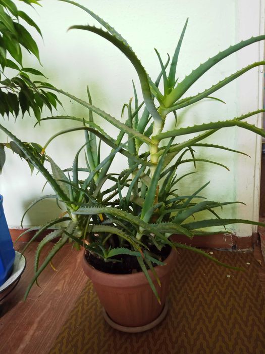 Продается Алоэ (Столетник)