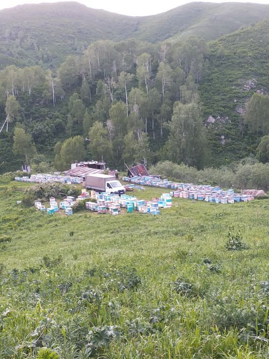 Мед с личной пасики