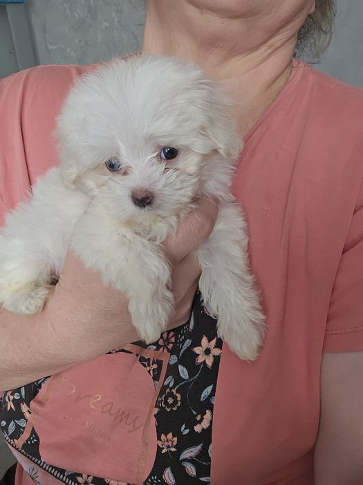 Мальтипу разных окрасов