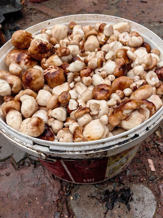 Грибы маринованные и сушёные