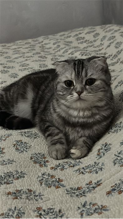 Котята шотладские