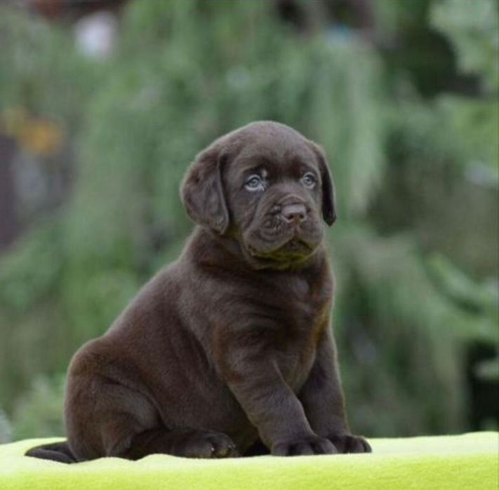Шоколадные Щенки Лабрадора