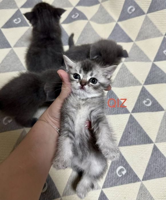 1 oylik Mushuklar arzon narxda 600.000ming