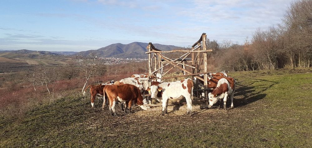 Vaci, juninci, Tăurași