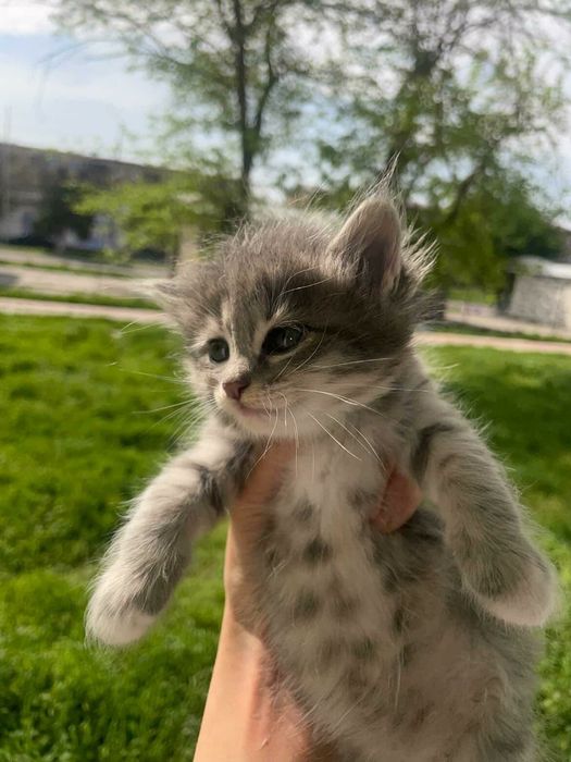 Мушук кошки мушик боласи
