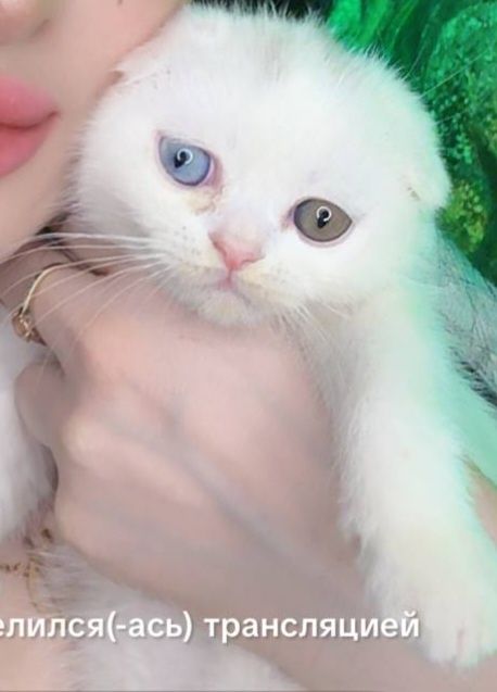 Скотиш страйт мушуги сотилади