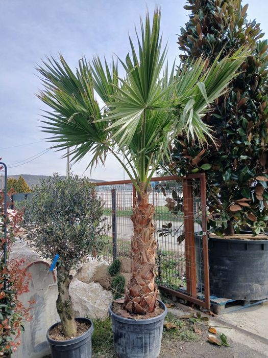 Palmier washingtonia