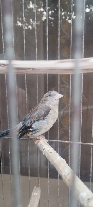 Канарейка гибрид нар
