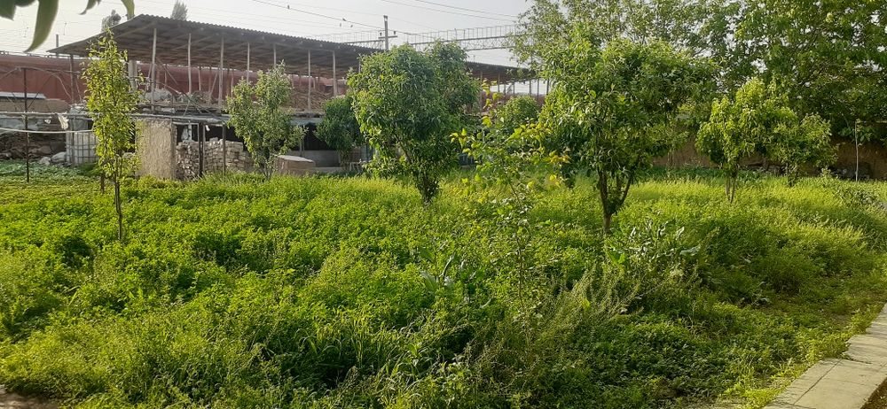 Тошкент вилояти, Зангиота туманида 18 сотихли ховли жой сотилвоти