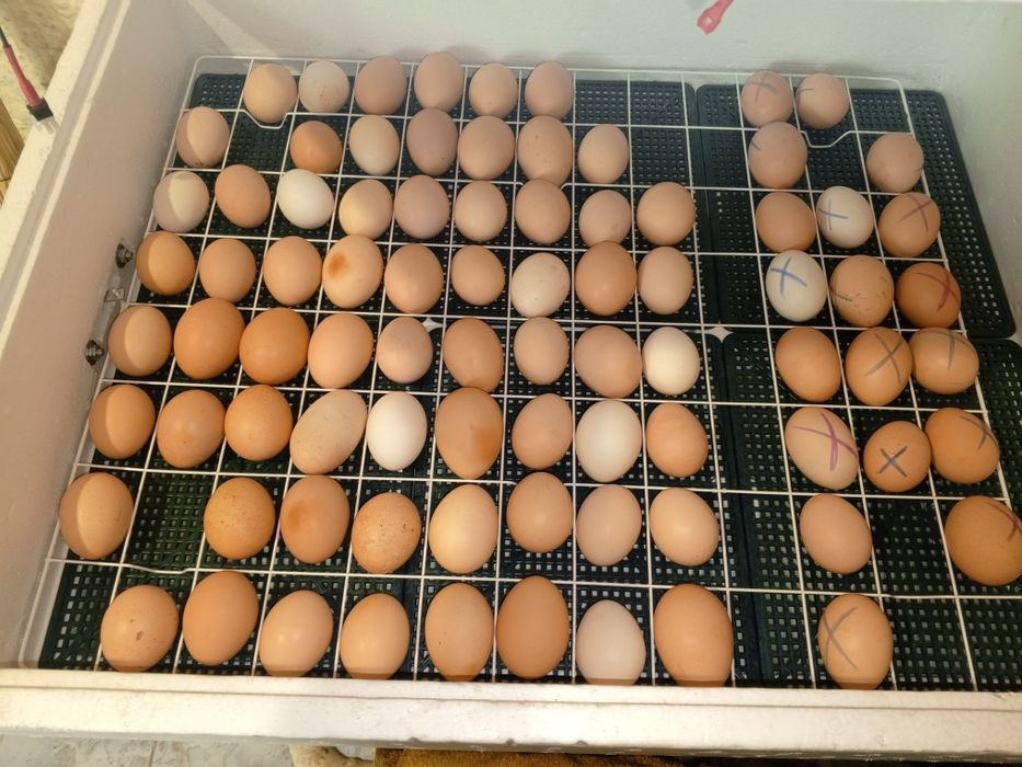 Яйца инкубационные в наличии и на заказ