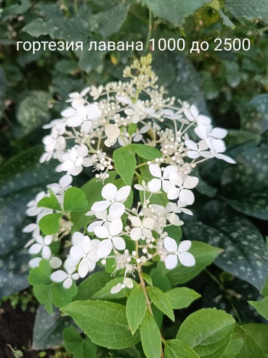 Продам флоксы разный