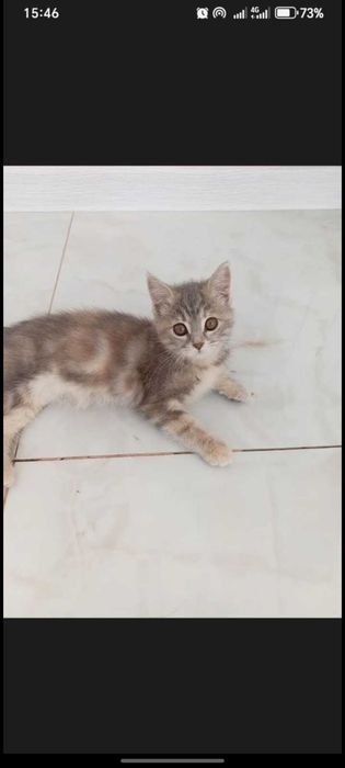 Mushukcha qiz bola 4 oylik