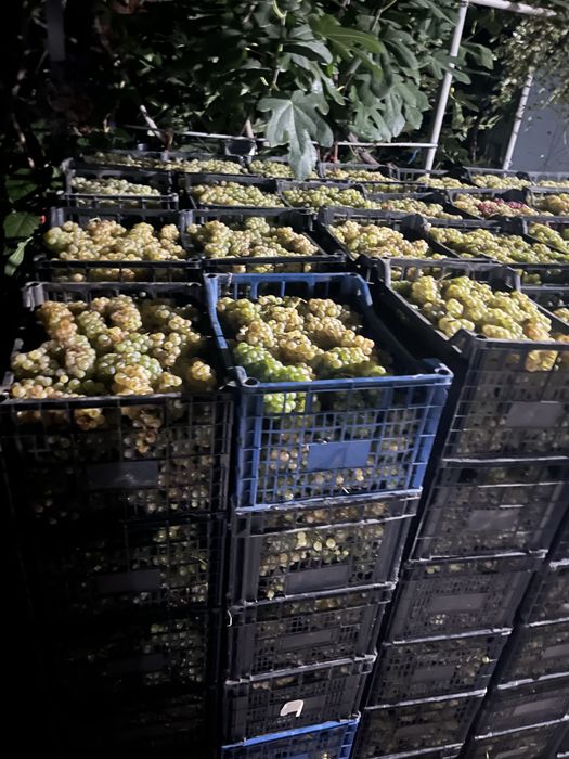 Struguri pentru vin