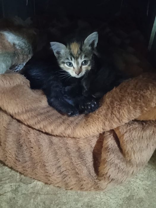 Домашние котята