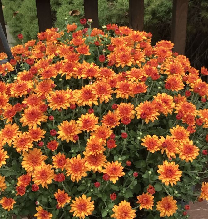 Черенки укорененные 800тг