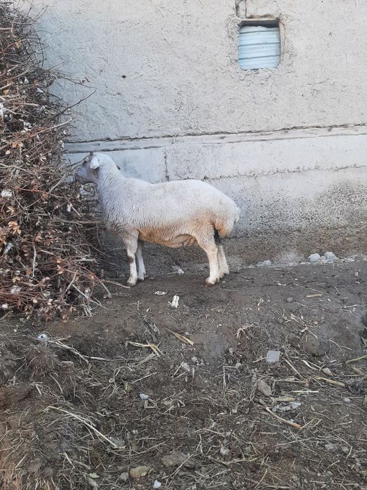 Зотлик куй сотилади буг'оз