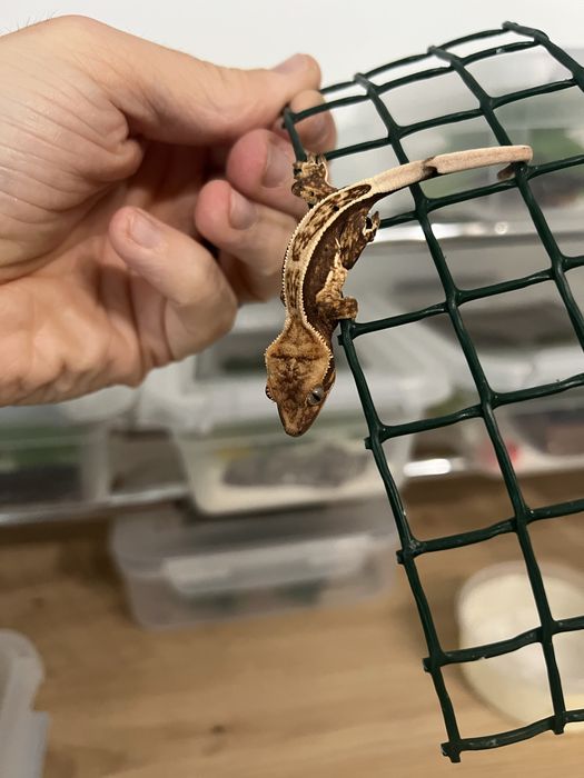 Soparla crested gecko si chahoua gecko