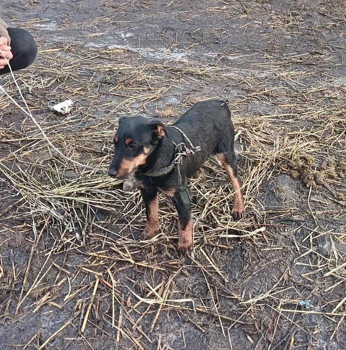 Продается ягтерер